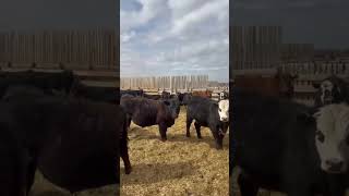 Van Hall Cattle Co. - 1000# April Delivery Steers - 180 Head (Scandia, AB)