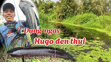 Câu cá lóc rừng U Minh Thượng đụng liền 2 hugo #huukhuynhkiengiang (tập 184)