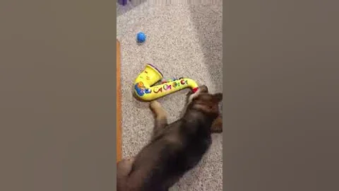 Yoshi, the Jazz Puppy