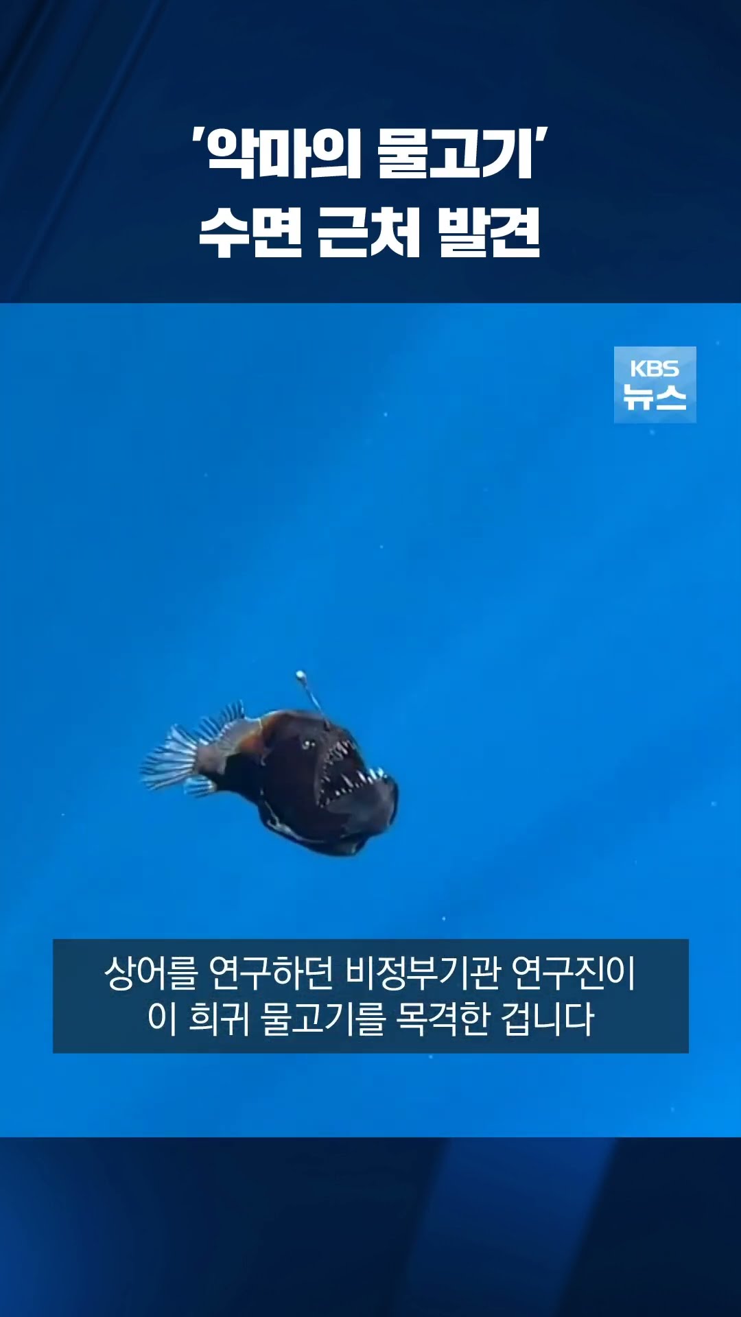 심해어 '혹등아귀'…한낮에 수면 근처에서 발견 #shorts / KBS