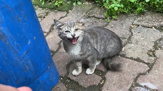 Poor hungry kitten living on the street. I helped him and gave him food. 😢❤