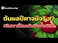 ต้นผลปีศาจมีจริงหรือ? ปริศนาที่ซ่อนอยู่ในโลกวันพีซ! : ถอดรหัสโลกการ์ตูน 233