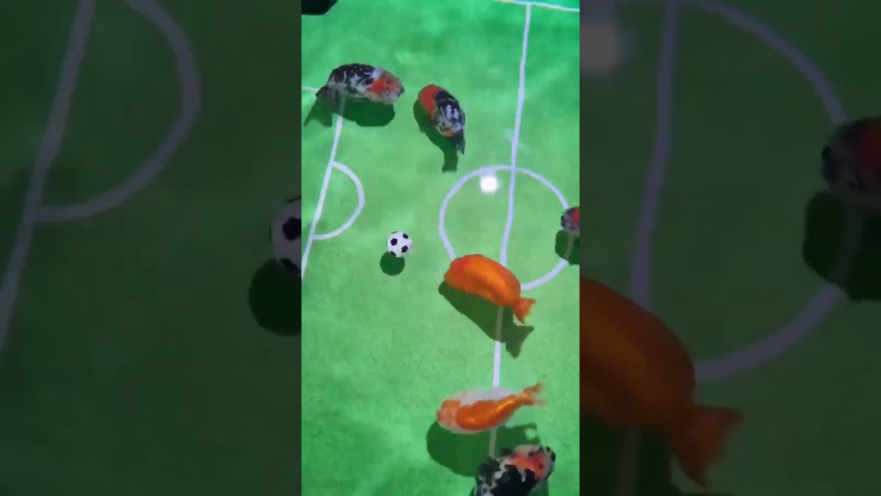 Gold fish tank | Gold fish plying football #aquariumfish  #fish #aquarium #goldfish #football