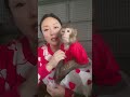 Monkey Baby Bon to the toilet and plays with Ducklings in the swimming pool #short|EP