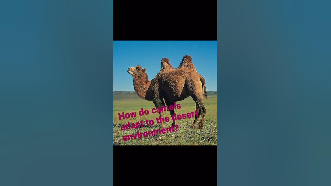 How do camels adapt to the desert environment? - YouTube