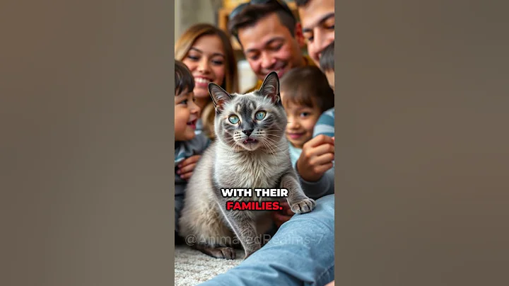 Video 10505071: white siamese cat, siamese cat born, siamesecat catlover, siamese cat animal, cat breed