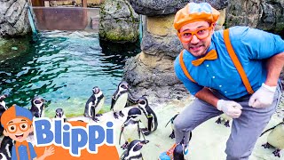 Meet The Penguins! | Blippi | 🔤 Moonbug Subtitles 🔤 | Learning Videos