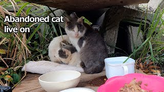 【子猫】捨て猫の家族の日常：Daily Life Of An Abandoned Cat Family