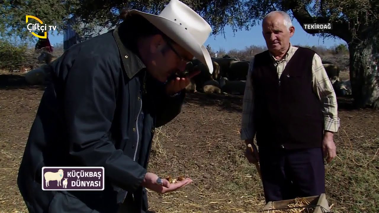 Küçükbaş Dünyası-Koyunları Merada Otlatmanın Faydaları....
