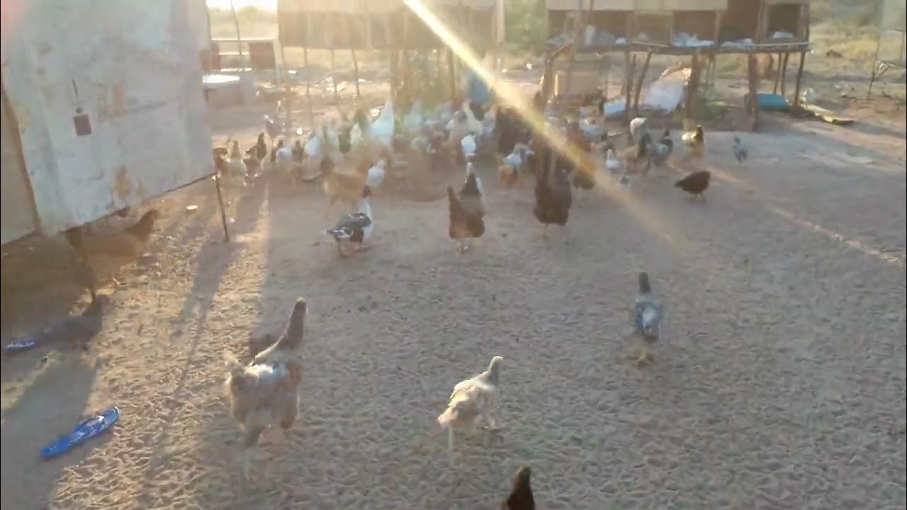 Roadrunner Breeding Farm poultry Hardmashona chickens Zimbabwe