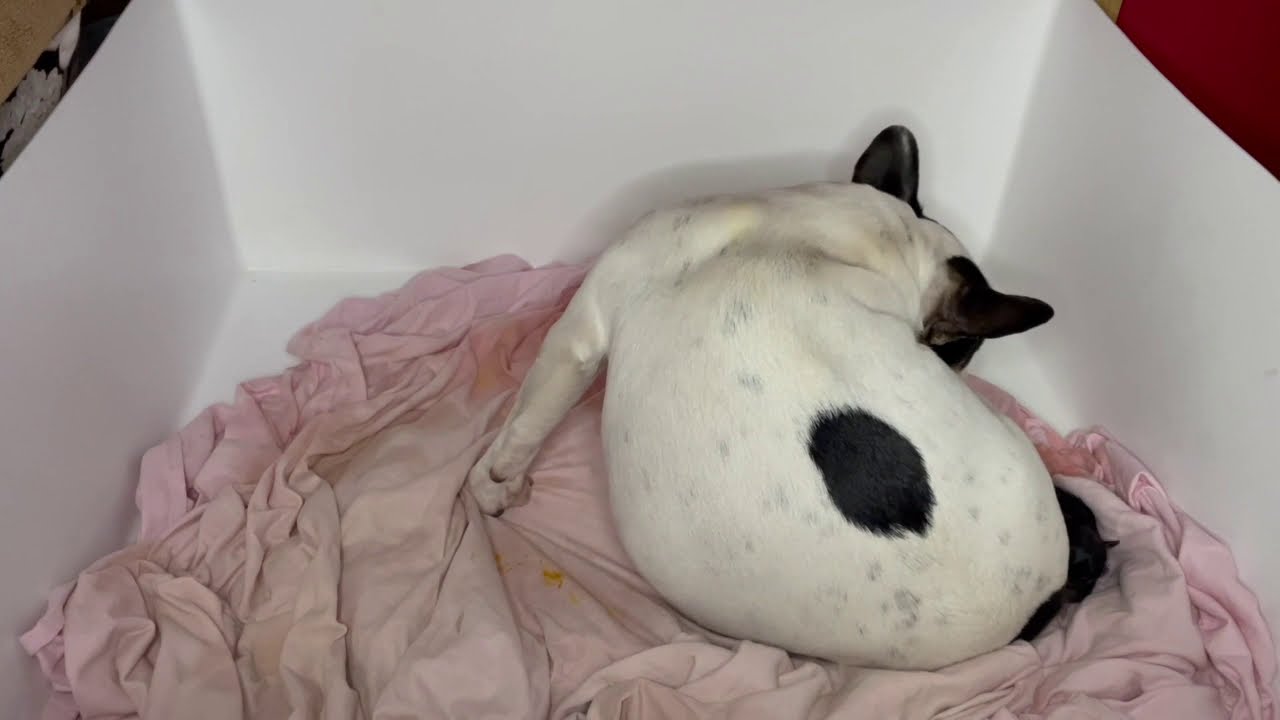 French bulldog giving birth naturally no c section only self whelping  TESTABLE & FLUFFY CARRIERS