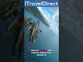 Itraveldirect  how does itraveldirectcom deliver the greatest savings on travel