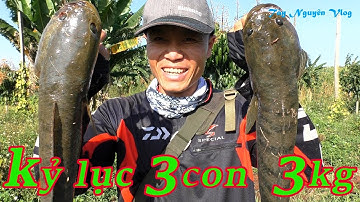 3 Pha Đóng Cá Kinh Hoàng, Kỷ Lục Buổi Chiều Lên 3 Hugo 3 kg | Câu cá lóc tự nhiên