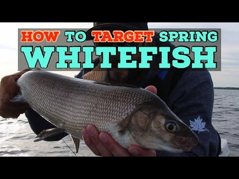 Video: Spring Whitefish
