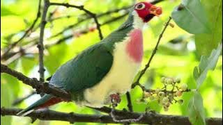 SUARA BURUNG WALIK JAMBU ATAU PUNAI JAMBU JANTAN