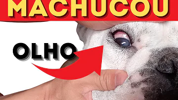 O que é bom para o olho do cachorro machucado?