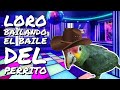 LORO BAILANDO-Yacco baila el baile del perrito 😱