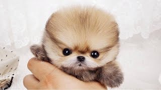 Cute is Not Enough - Funny Cats and Dogs Compilation #266 by Cute City 34,615 views 5 years ago 10 minutes, 28 seconds