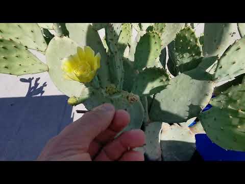 زهور التين الشوكي او البرشومي