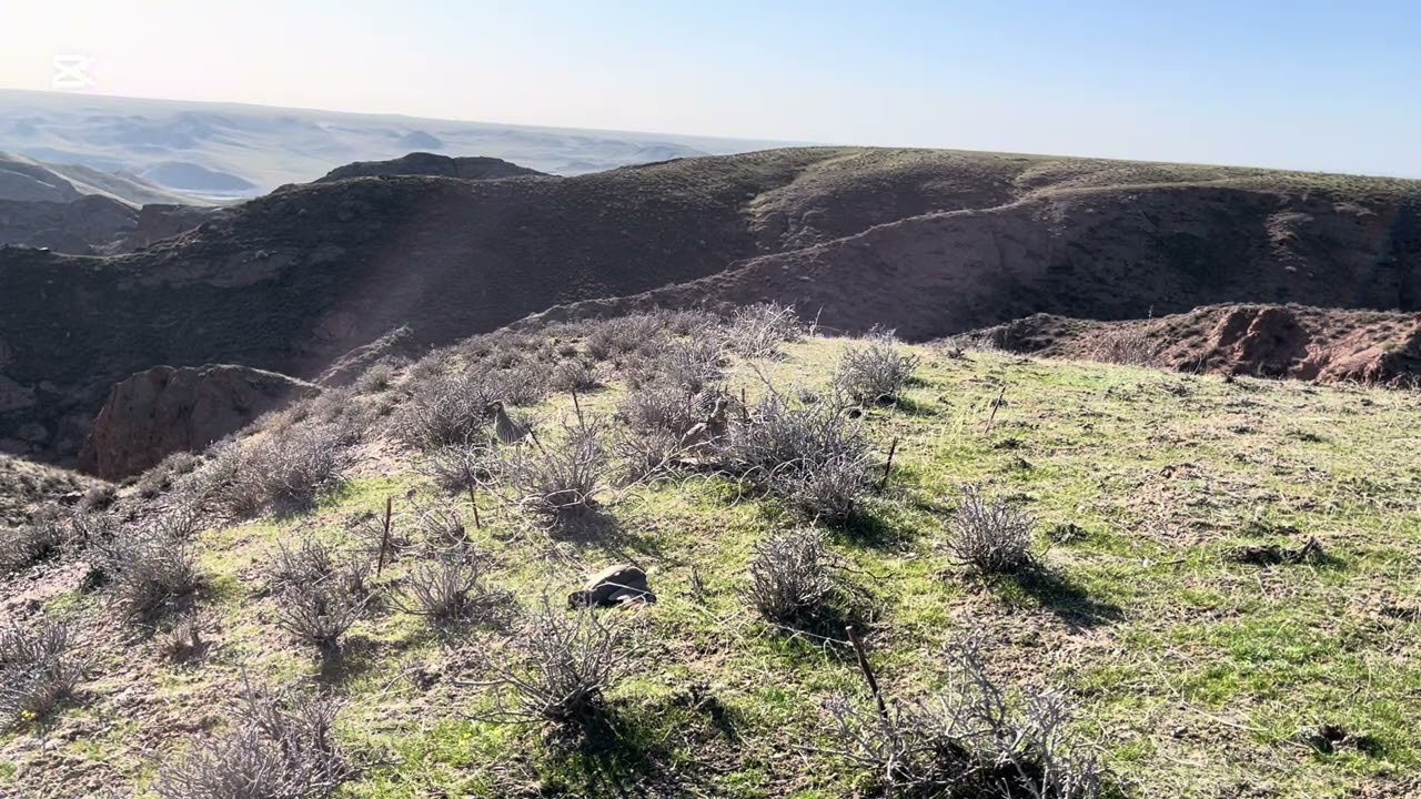 Охота на кеклика. Шикори Кабк