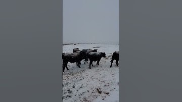 Cattle sorting #horse #cowboylife #comedy #cowboylifestyle #cow #cowboy