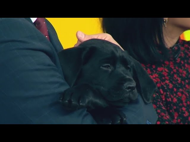 Guide Dog Nonprofit Celebrates National Puppy Day