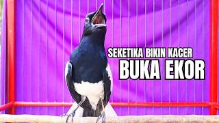 PANCINGAN KACER TERBAIK bikin Semua Jenis Kacer LANGSUNG KONSLET, Terapi Kacer Agar GACOR NGEPLONG