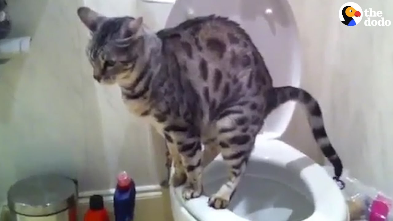 25 Best Photos Teach Cat To Use Toilet - Teach Your Cat to Use the Toilet - Do It And How