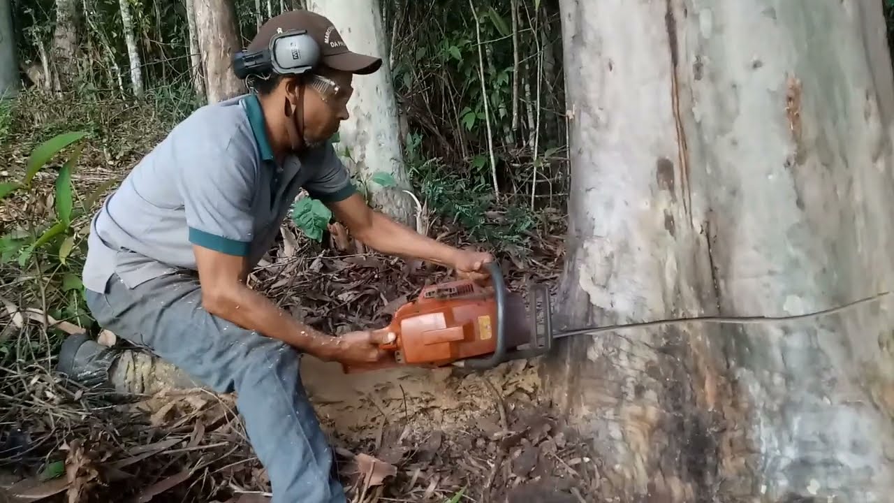 Como Derrubar Uma árvore Muito Grossa Dó Jeito Correto Youtube 