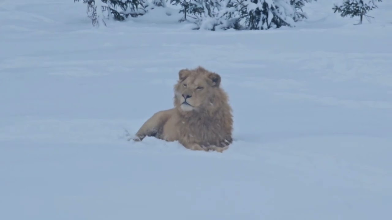 Подмосковным львам снег и мороз не страшны. ПАРК ЗЕМЛЯ ПРАЙДА 🌿 