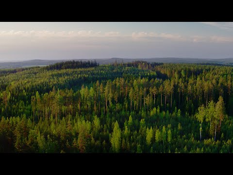 Video: Hyperborean Metsästäjä Ternov - Vaihtoehtoinen Näkymä