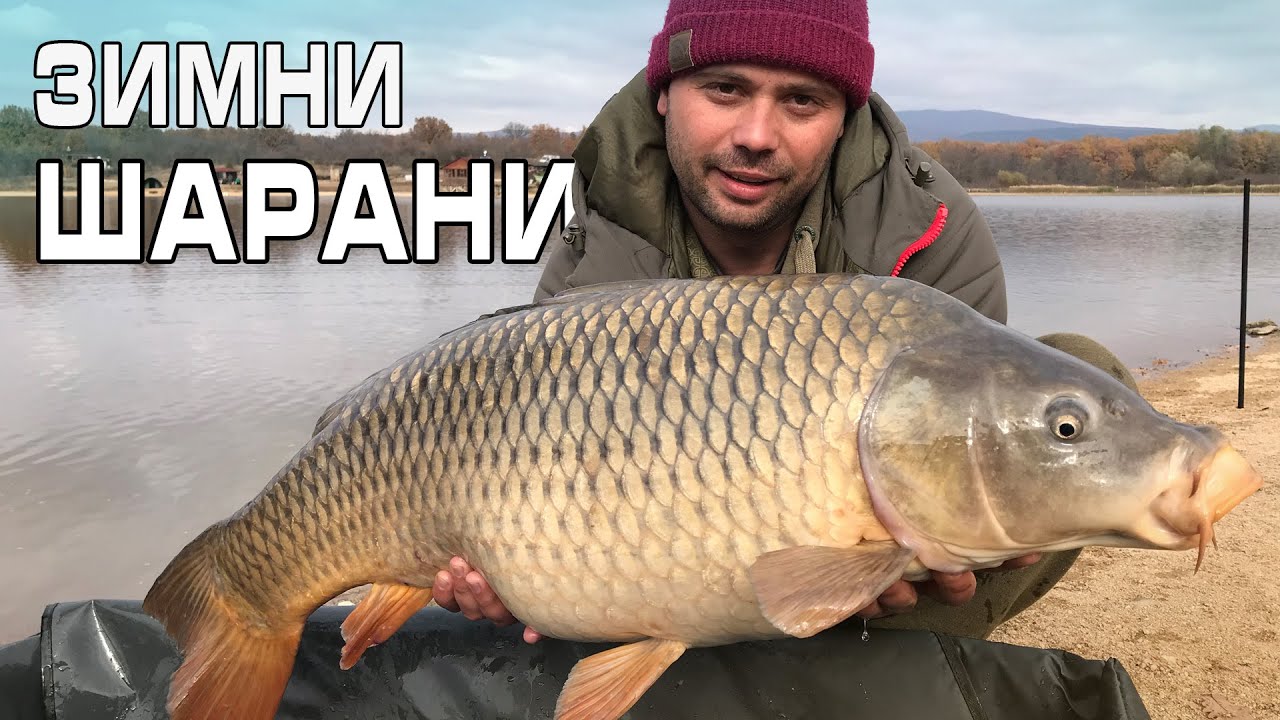 Зимни шарани - YouTube