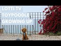 Tv for dogs 1 hour of relaxing music s  toy poodle lotti