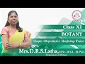 Chapter 4 Reproductive  Morphology (Fruits)  | Class - XI Botany |