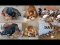 Two chickens breeding process  chicks transformation from crossing to 75 days