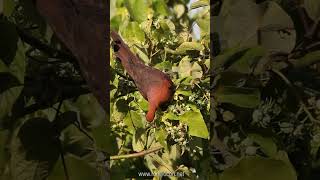 Philippine Cuckoo-Dove (Macropygia tenuirostris)