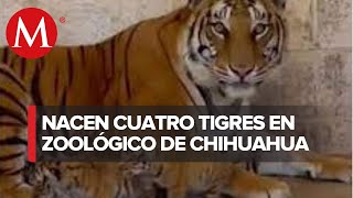 ¿Ya los viste? Nacen cuatro cachorros de tigre de bengala en zoológico de Chihuahua