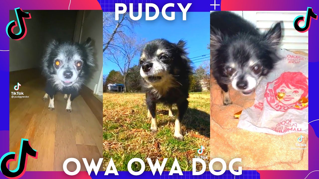 Pudgy (owa owa dog) Funniest TikTok compilation Part 2 YouTube