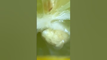 Lemon vs Syringe in macro #macro #lemon #syringe #asmr #ultramacroviews