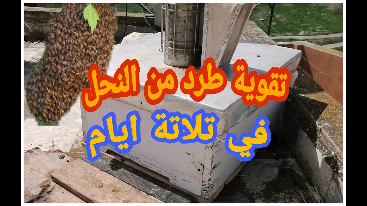 🐝أسرع الطرق لتقوية طرد نحل صغير🐝🐝