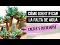 FALTA DE AGUA/DESHIDRATACIÓN DE CACTUS Y SUCULENTA | MILICIENTA