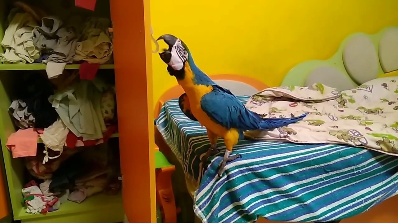 что такое пейсинг