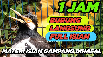 JALAK SUREN GACOR FULL ISIAN paling gampang masuk untuk PANCINGAN MASTERAN semua BURUNG JALAK