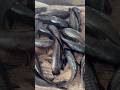 Hassar Armor Catfish Hasser Hassar Armor Catfish Hasser