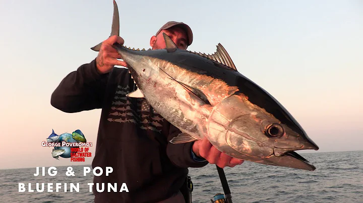 BLUEFIN TUNA, JIG & POP,  RHODE ISLAND - 2022 SEAS...