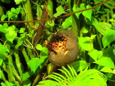 Сommon tree shrew  Обыкновенная тупайя Тupaia glis