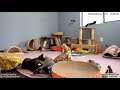 Foster Dad John S Critter Room Kitten Cam Purrfect Pals