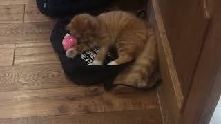 Kitten loves new chirping catdribball by Satsuma the Cat 82 views 6 months ago 36 seconds