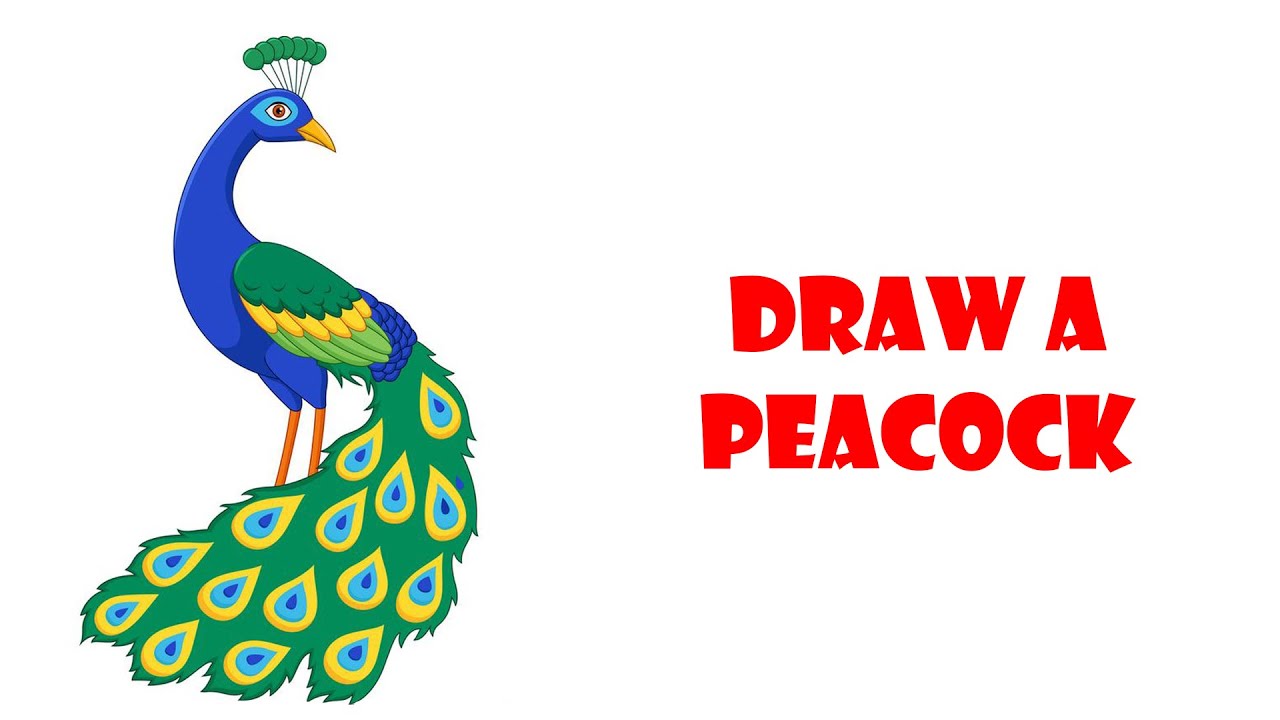 Vẽ con công | Draw a Peacock