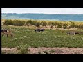 wildebeest impala and zebras